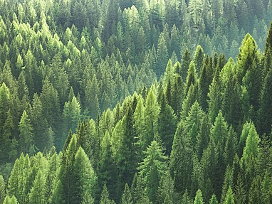 Conifers in the forest